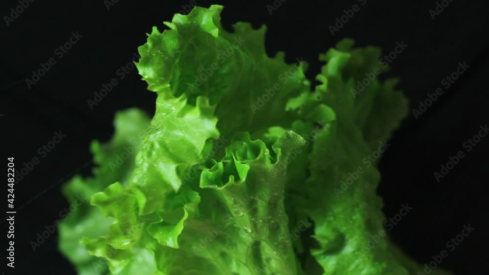 Spraying lettuce with water from a spray bottle isolated on black background. Spraying lettuce with water from a spray bottle isolated on black background.