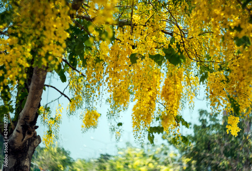 Selective focus of the yellow flower with beauty bokeh