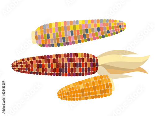 Flint corn - vector illustration in flat design isolated on white background