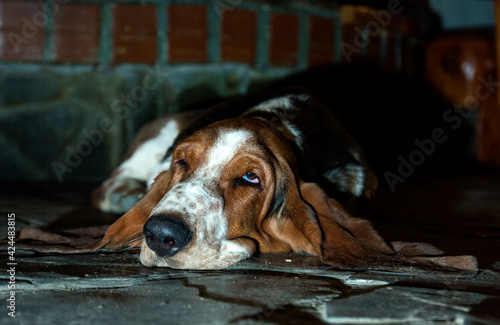 Portrait of a Basset Hound sleeping near the fireplace