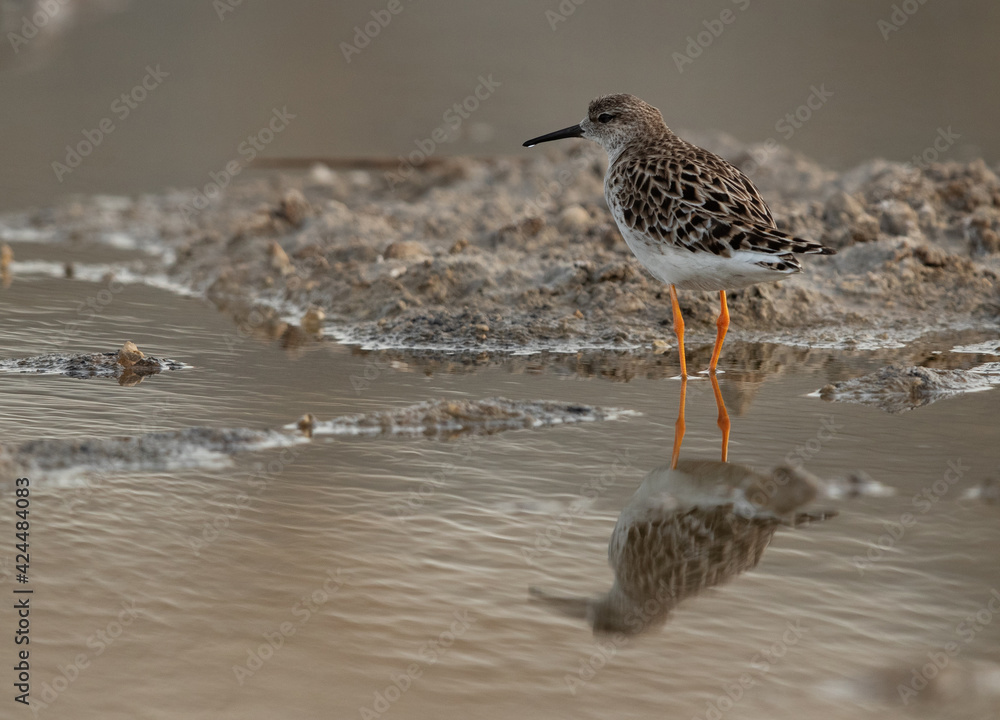 A portrait of a ruff with reflection on water at Asker Marsh, Bahrain A portrait of a ruff with reflection on water at Asker Marsh, Bahrain