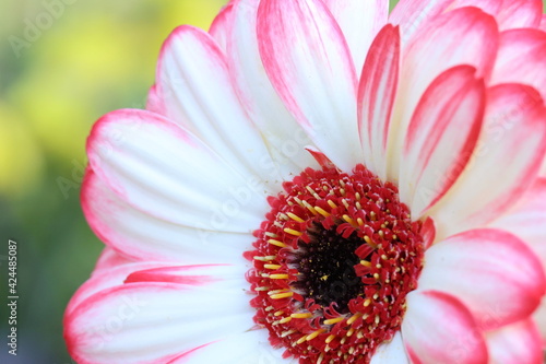 Makroaufnahme einer pink weißen Gerbera