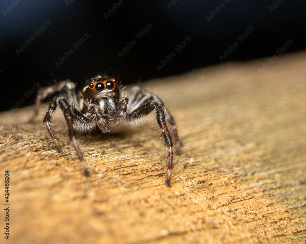 spider on the wall spider on the wall