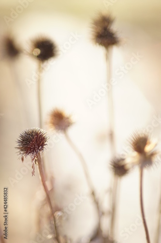 old sharp flowers in blurry brown bokeh