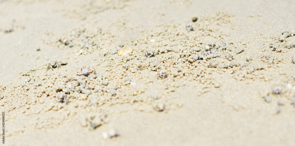 little crabs in the sand on the beach, Malaysia
