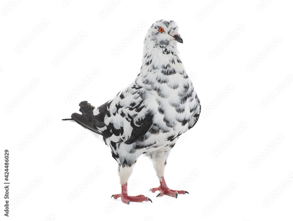 dove similar to dalmatians in color scheme isolated on white background dove similar to dalmatians in color scheme isolated on white background