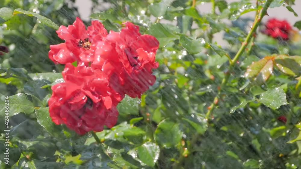 Water drops falling down: process of watering beautiful blooming flowers - red roses at park, garden - slow motion, close up view. Gardening, blooming, nature, floral and decoration concept Water drops falling down: process of watering beautiful blooming flowers - red roses at park, garden - slow motion, close up view. Gardening, blooming, nature, floral and decoration concept