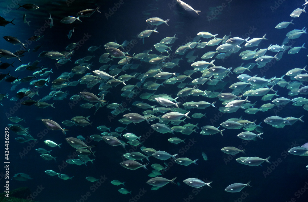 Fish bank swimming in the blue sea water Stock Photo