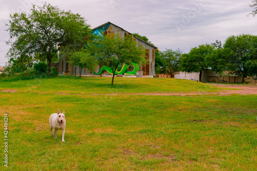 Quadro su tela perro caminando en pequeño parque de recreación en castelli - chaco - argentina