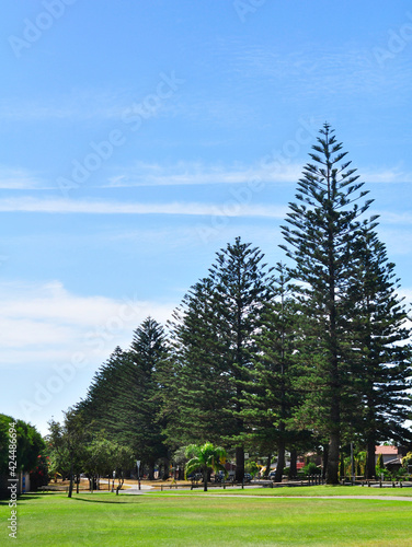 Old trees on the street of Adelaide, Australia