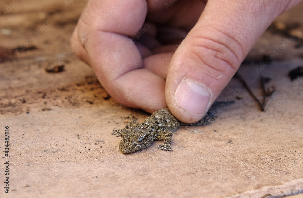 Hand and lizard Hand and lizard