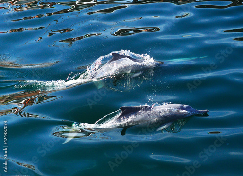 Wild Dolphin Family is swimming in Khasab, Oman photo