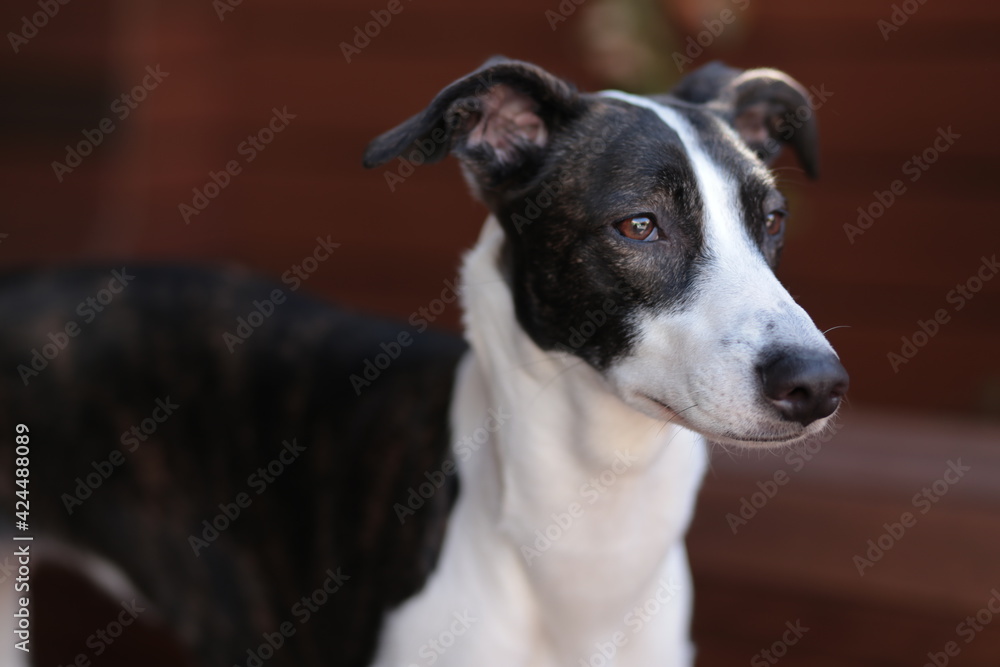 Galgo spanish dog portrait