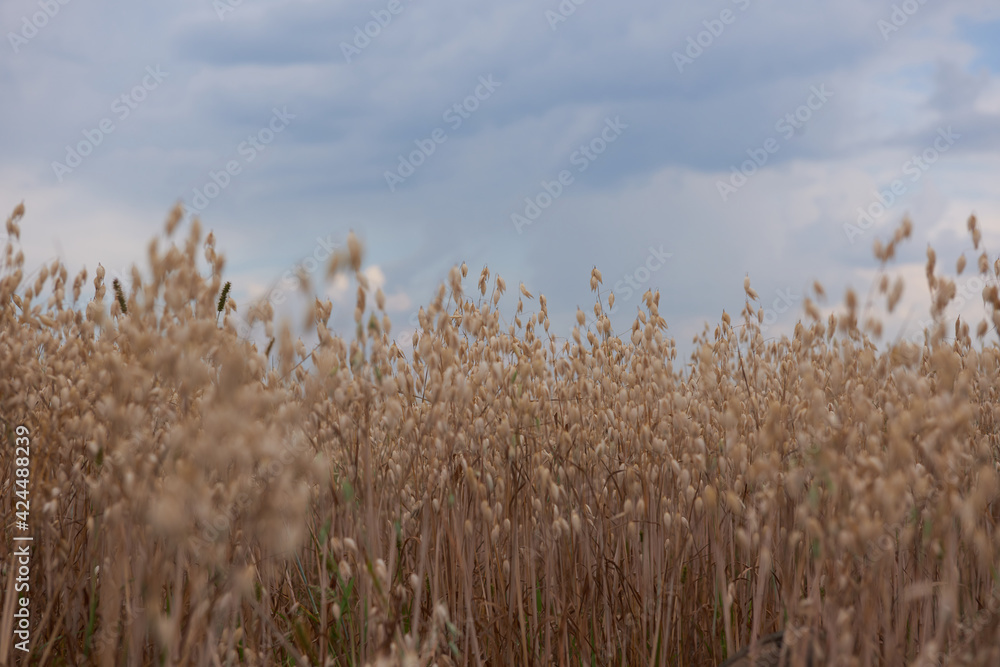 cereal plants grow in the field, harvest of cereal plants cereal plants grow in the field, harvest of cereal plants