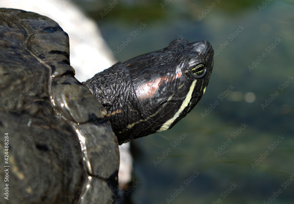 Turtle with the head outside relaxing at the sunlight Turtle with the head outside relaxing at the sunlight