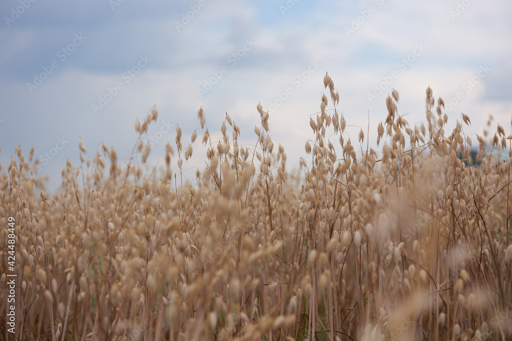 Obraz premium cereal plants grow in the field, harvest of cereal plants