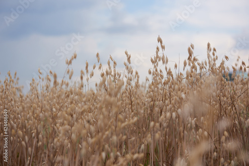 cereal plants grow in the field, harvest of cereal plants