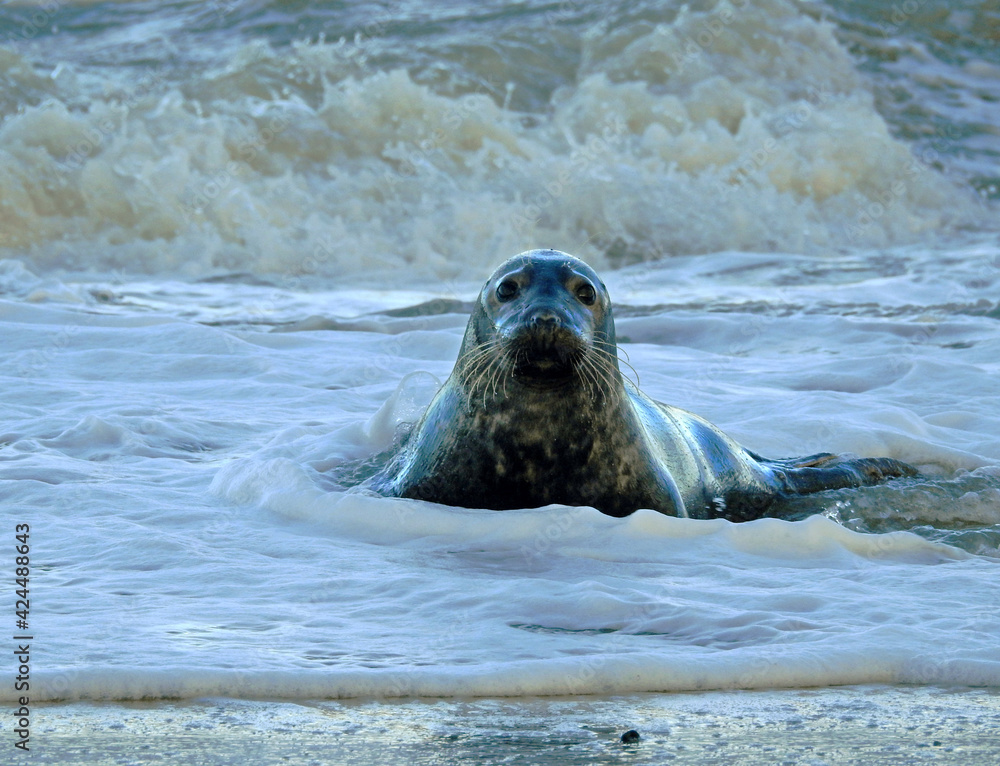 Naklejka premium Grey Seal in Water