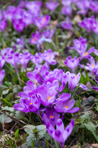 Very beautiful spring purple crocus flowers in the garden. Beautiful fresh saffron flowers in the sunlight. Close-up.  Valley of crocuses. Blurred background.