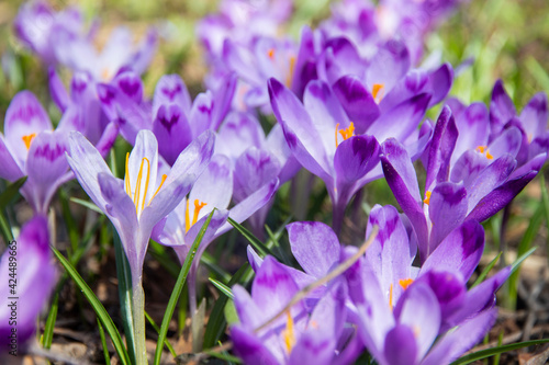Very beautiful spring purple crocus flowers in the garden. Beautiful fresh saffron flowers in the sunlight. Close-up.  Valley of crocuses. Blurred background.