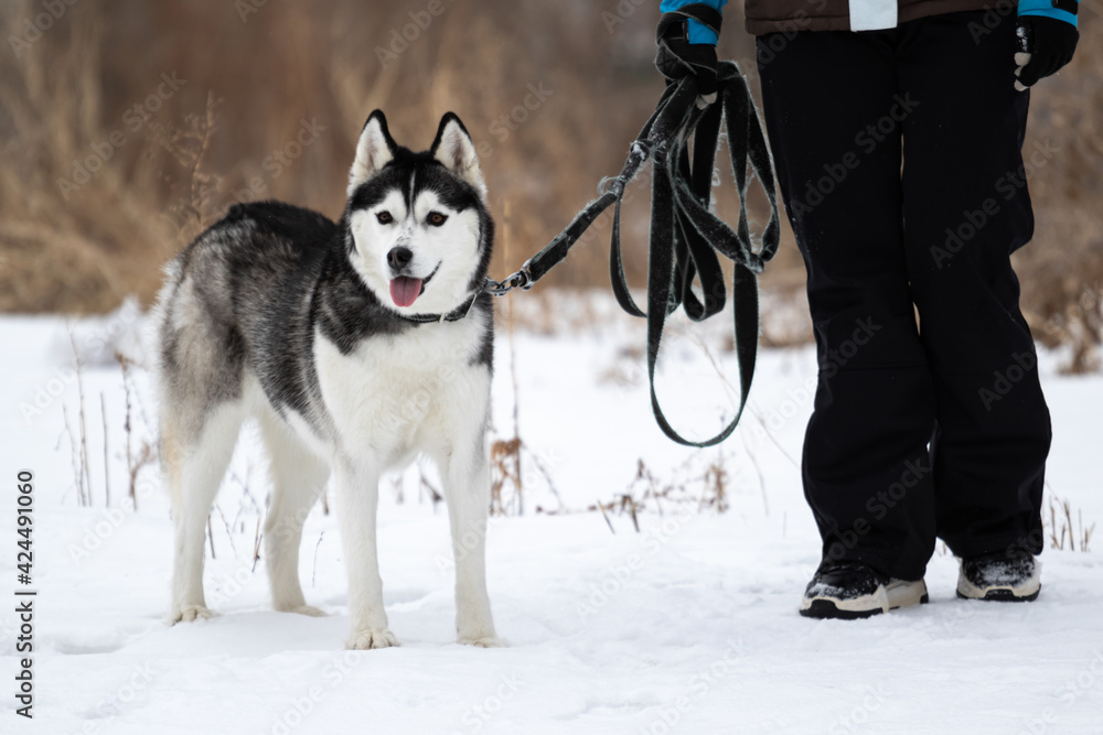 A Siberian husky dog stands next to a man in a winter jacket outside during the cold season. The pet stands next to the girl in a warm jacket. An animal on a leash outside the city in the snow. A Siberian husky dog stands next to a man in a winter jacket outside during the cold season. The pet stands next to the girl in a warm jacket. An animal on a leash outside the city in the snow.