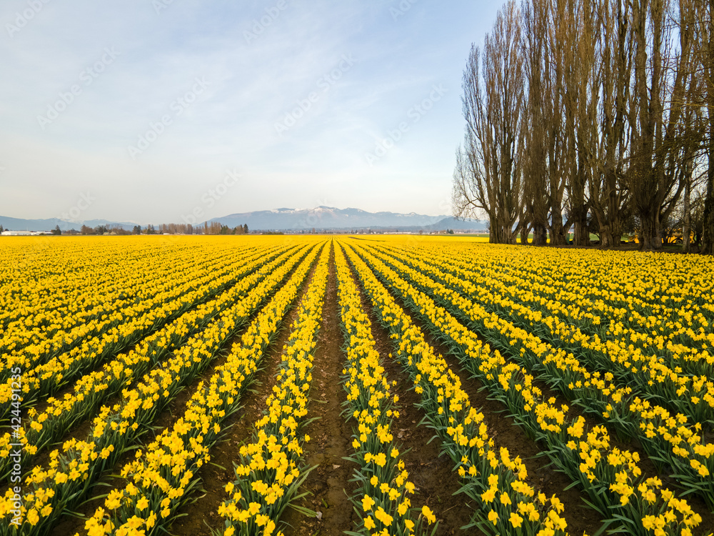 Daffodils in Skagit Valley 