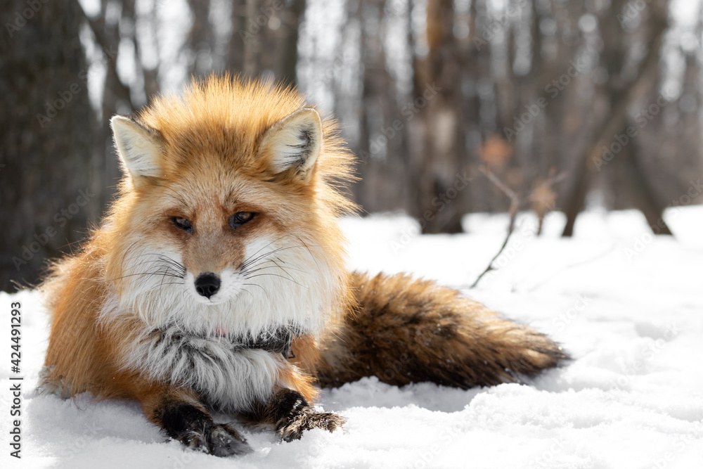 Obraz premium A red fox in a collar lies with a sad look at the snow in the middle of a winter forest with bare trees. Predator close-up in natural habitat. Fluffy animal in a counter-light. High quality photo