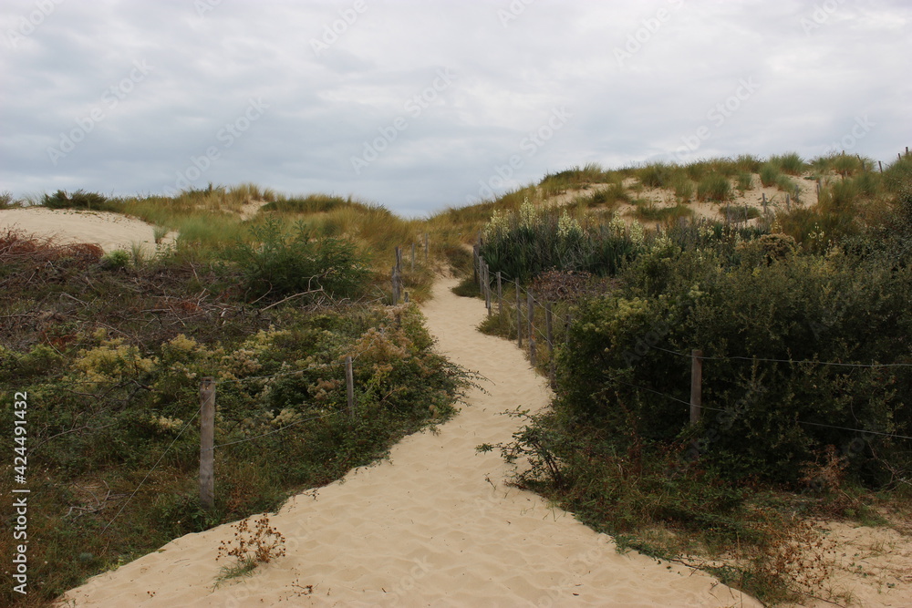 Le Verdon-sur-Mer : sentier dans les dunes Le Verdon-sur-Mer : sentier dans les dunes