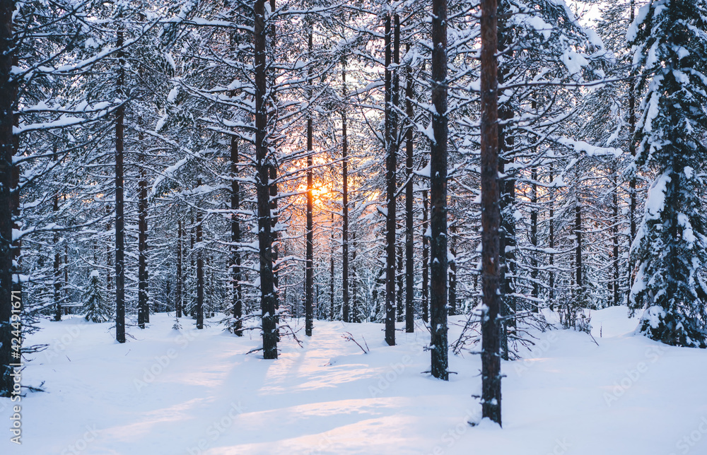 Sunbeam illuminating winter forest in morning