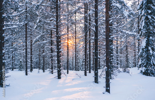 Sunbeam illuminating winter forest in morning © BullRun