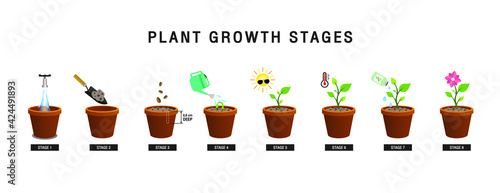 Growing plant stages. Seeds, watering step, sprout and flower, grown plant. House or outdor plant. Line style flat illustration of plant with leaves, flowers and fruit. Thin lines. Grow process.