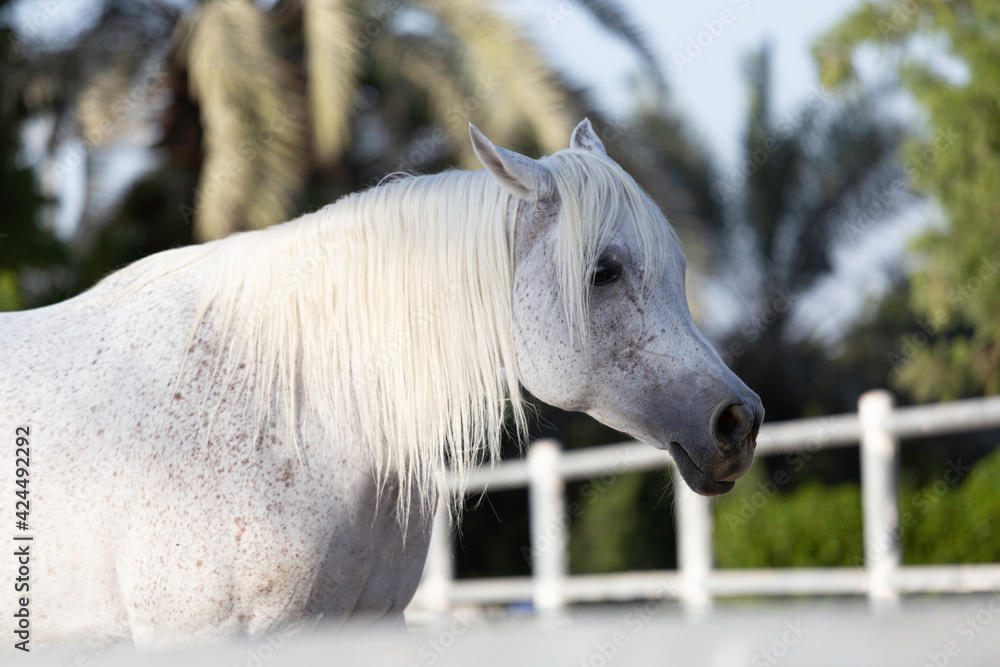 Fototapeta premium Arabian Horse