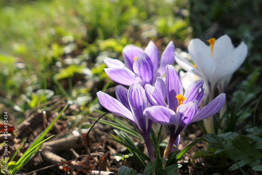 Beautiful purple crocus flowers growing in forest. First flower signs of spring. Beautiful purple crocus flowers growing in forest. First flower signs of spring.