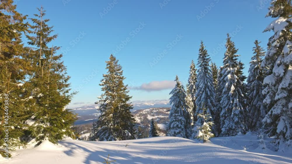 A sunny small meadow on the slope of a small hill surrounded by evergreen trees in the winter in the Carpathian mountains A sunny small meadow on the slope of a small hill surrounded by evergreen trees in the winter in the Carpathian mountains
