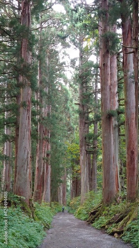 path in the woods