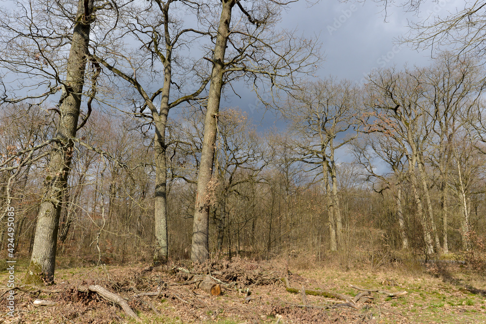Chêne pédonculé, quercus robur, hiver, forêt domaniale de Sénart, 91, Essonne Chêne pédonculé, quercus robur, hiver, forêt domaniale de Sénart, 91, Essonne