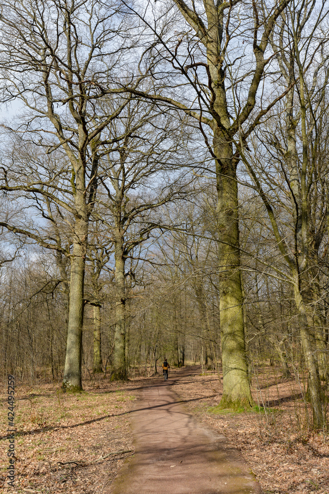 Chêne pédonculé, quercus robur, hiver, forêt domaniale de Sénart, 91, Essonne