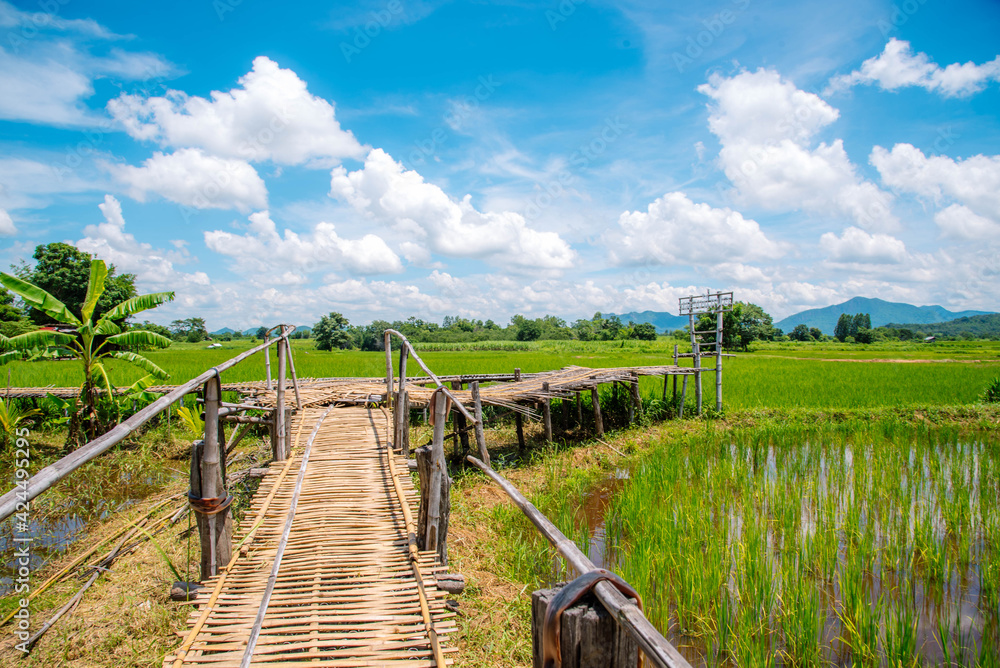 A bamboo bridge stretches in the green rice fields.