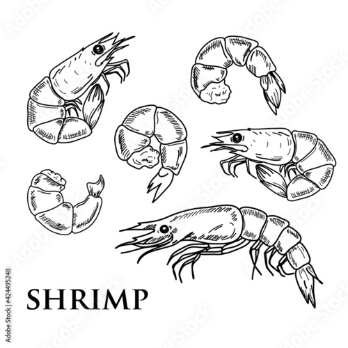 Vector shrimp hand drawn sketch . Sketch vector food illustration. Vintage style