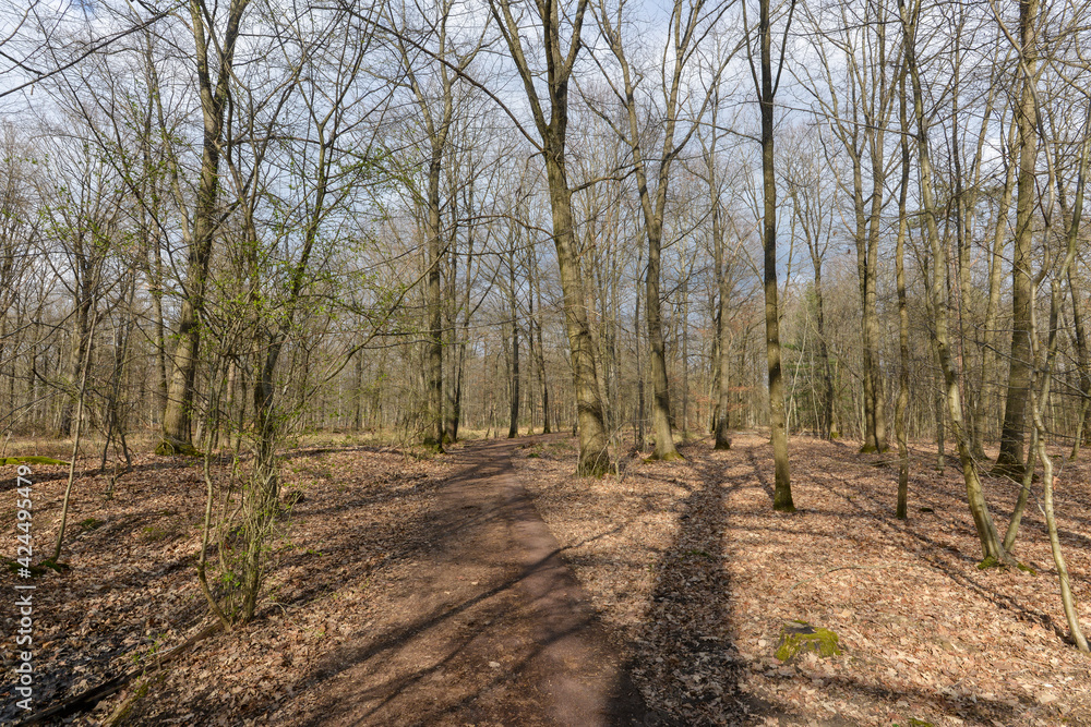 Hêtre commun, Fagus sylvatica, hiver, forêt domaniale de Sénart, 91, Essonne Hêtre commun, Fagus sylvatica, hiver, forêt domaniale de Sénart, 91, Essonne