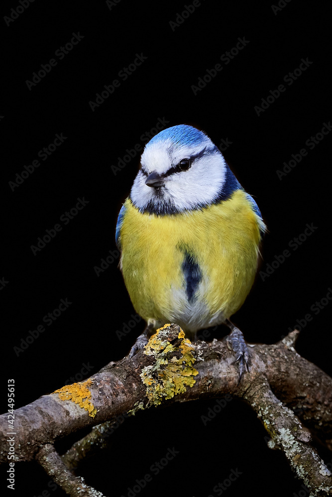 Obraz premium Bluetit (Cyanistes caeruleus) bird perched on a branch and isolated on black.