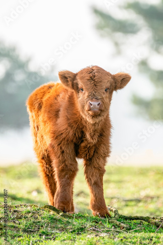 Beautiful Highland calf cattle (Bos taurus taurus) grazing in field. Veluwe in the Netherlands. Scottish highlanders in a natural landscape.