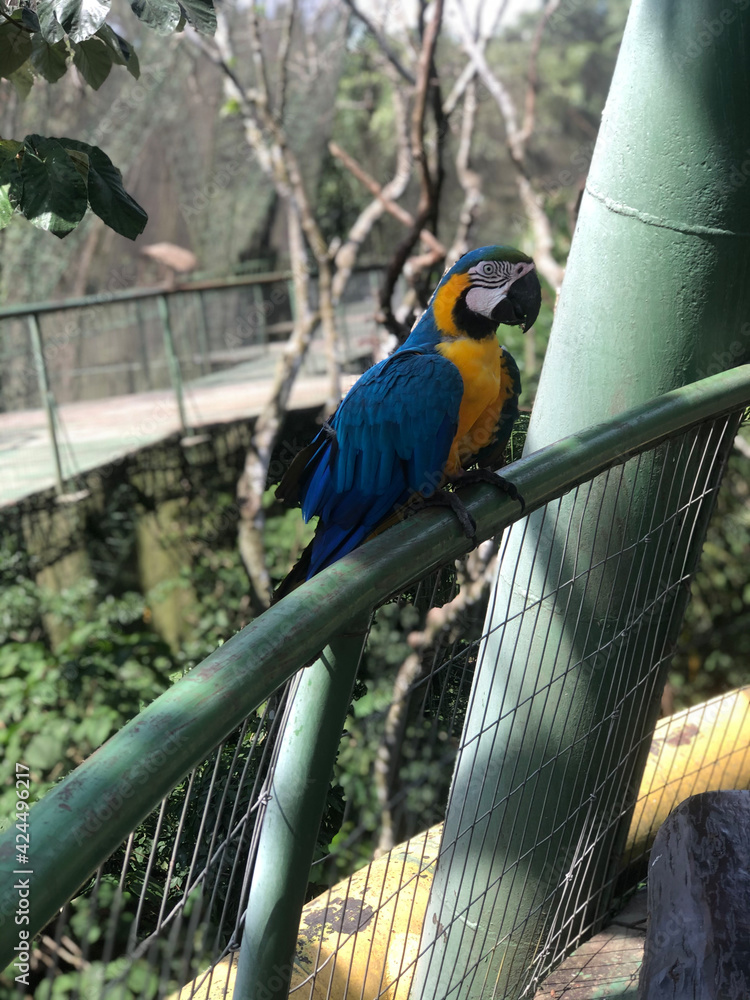 Obraz premium blue and yellow macaw