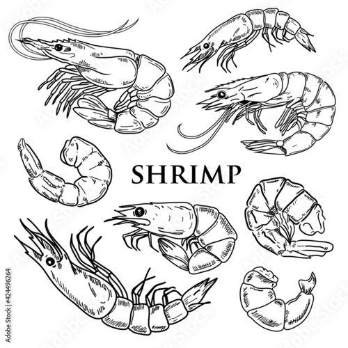 Shrimp prawn icons set. Boiled Shrimp drawing on a white background. Collection shrimp, shrimps without shell, shrimp meat. Realistic vector illustration