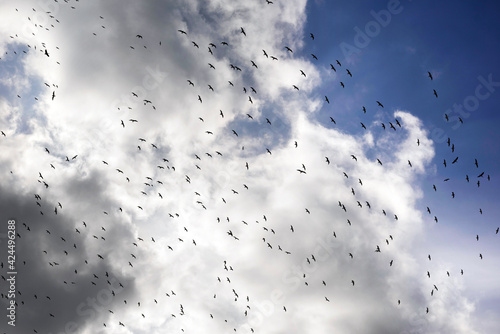 many birds are circling in an organized way © panaramka