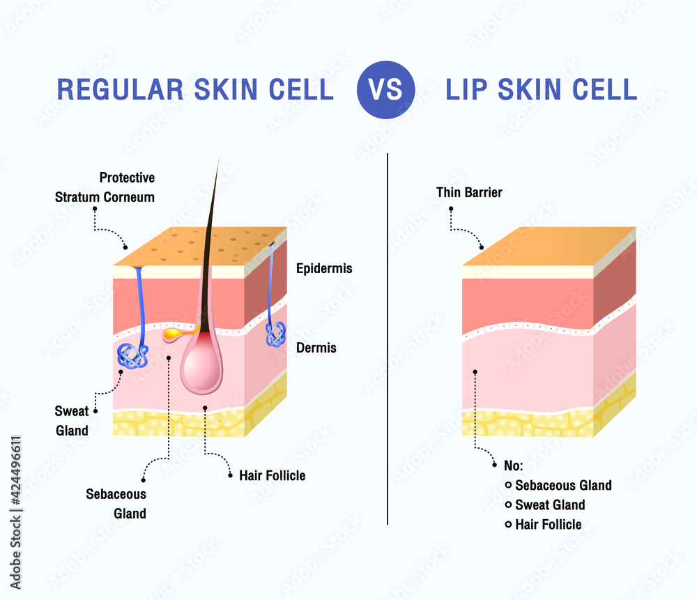 REGULAR SKIN CELL vs LIP SKIN CELL vector Stock Vector Adobe Stock