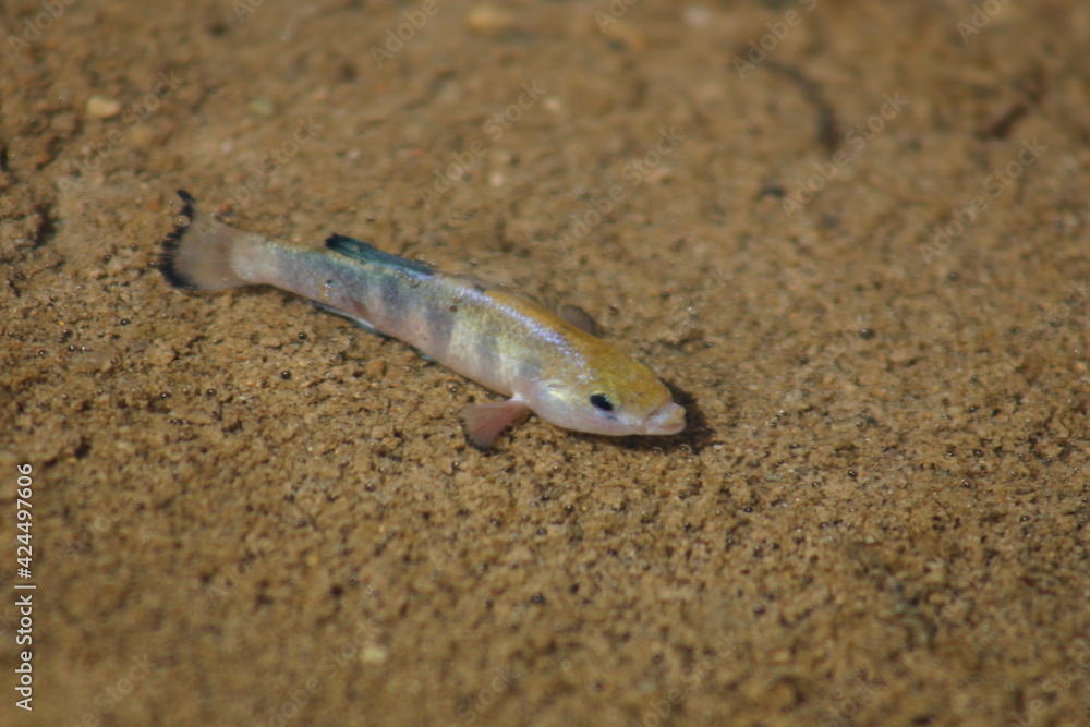 Male Desert Pupfish in Death Valley, California, Habitat Salt Creek in Spawning Mating Colors Staking out Spawning Territory Male Desert Pupfish in Death Valley, California, Habitat Salt Creek in Spawning Mating Colors Staking out Spawning Territory