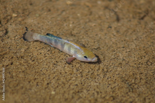 Male Desert Pupfish in Death Valley, California, Habitat Salt Creek in Spawning Mating Colors Staking out Spawning Territory