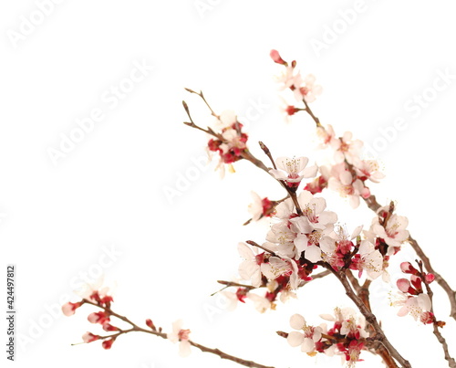 Spring flowers isolated on white  with clipping path