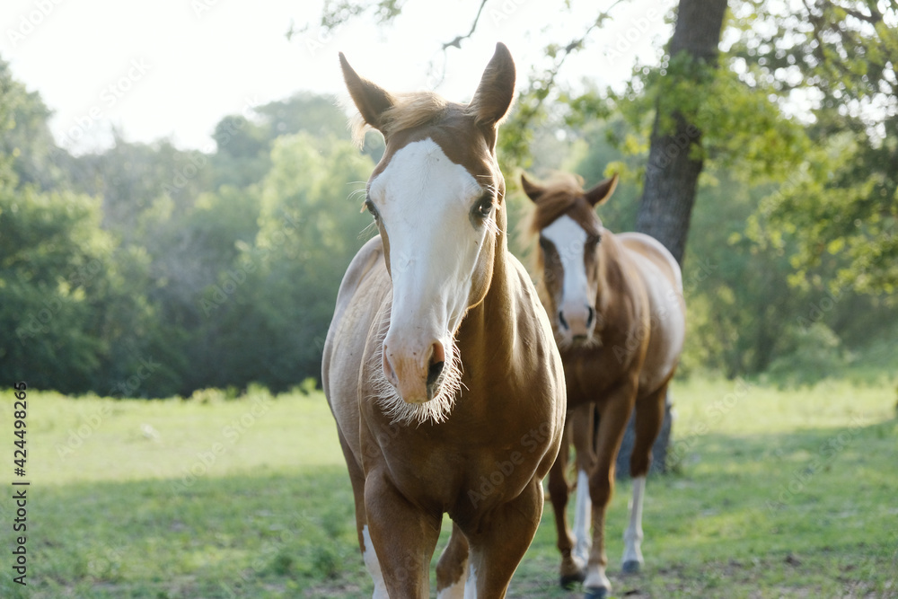 Bald face colt with horse in summer field.